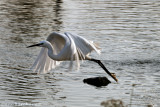 Little Egret  (Egretta gularis)