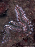 Glass Worm - Hermodice carunculata