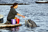 Dolphin Feeding