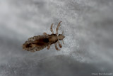 Head lice on a paper towel