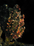 Frogfish