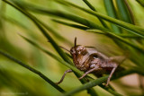 In the Grass