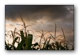 2140 Corn-Sky.jpg