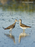 Petit Chevalier, Lesser Yellowlegs (Tringa flavipes).