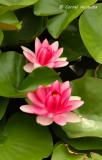 Water lily/Nnuphar