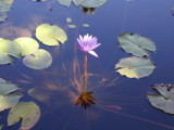 sP9120520.JPG