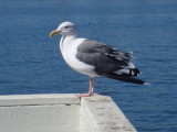 sDSC01149.JPG