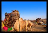 Camel Teeth