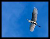 Great Egret Flying