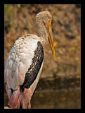 Stork Close Up Feb 06