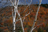 Fall 08 VT