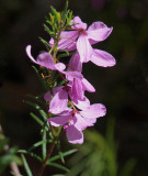 Tetratheca