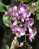 In the Orchid House  11