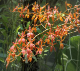 In the Orchid House  12