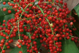 Unidentified red berries