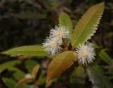 Callicoma serratifolia