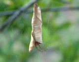 Small hide for a spider