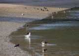 Seabirds on a quiet beach