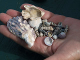 A sample from Colville Beach