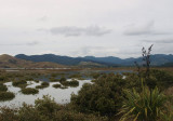 Mangroves in Whangapoua Harbour