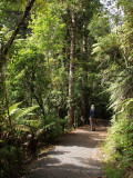 The track to the Kauri Grove