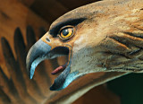 Reconstructed eagle