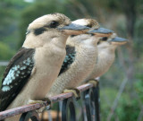 Three kookaburras