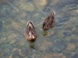 Two ducks in clear shallow water