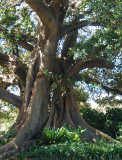 Fig Tree next to Government House