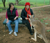 Two ladies with a gentle kangaroo
