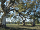 River red gums