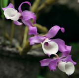 Orchid
