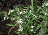 Eriostemon myoporoides