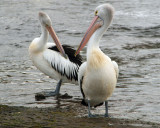 Pelicans on the rocks