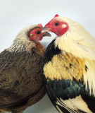 Andr and Sibelle