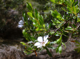Leptospermum – which one?