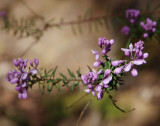 Comesperma ericinum