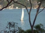 Yacht on Middle Harbour