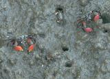 Crabs in mud