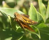 Unidentified small creature