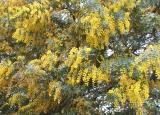 Acacia baileyana