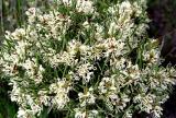 Hakea teritefolia