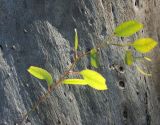 New growth on a big old tree