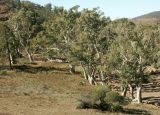 Brachina Gorge - 4