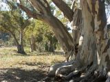 Brachina Gorge - 6
