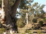 Brachina Gorge - 1