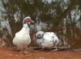 Central Australian Ducks