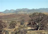From Brachina Lookout