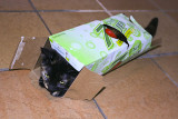 Snickers and the 7 up box.jpg