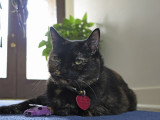 IMG_3411 Snickers and  her little purple clown.jpg